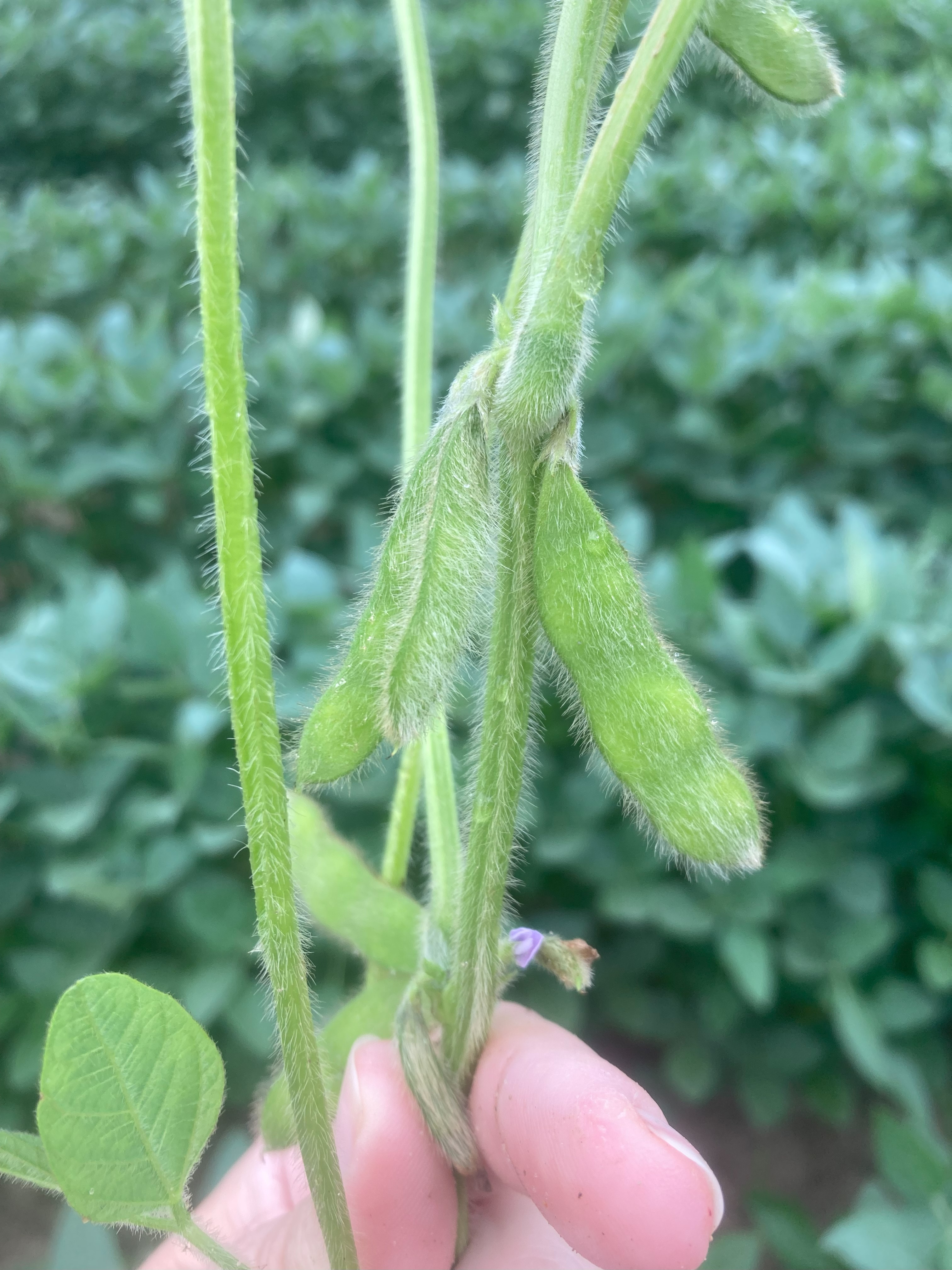 Soybean beginning pods.jpg